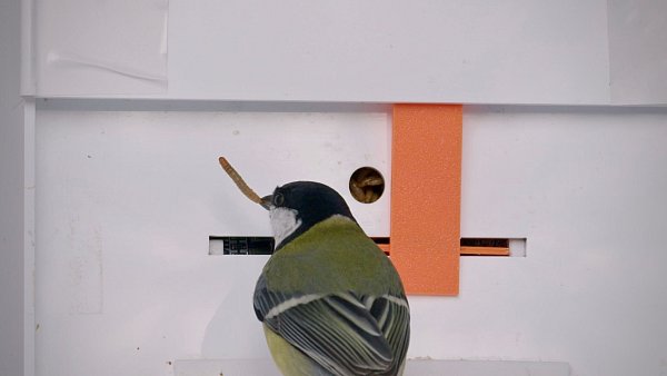 Diese Tür bewegten die Meisen mit ihren Schnäbeln. - © Hervé Glabeck/Docland Yard/dpa