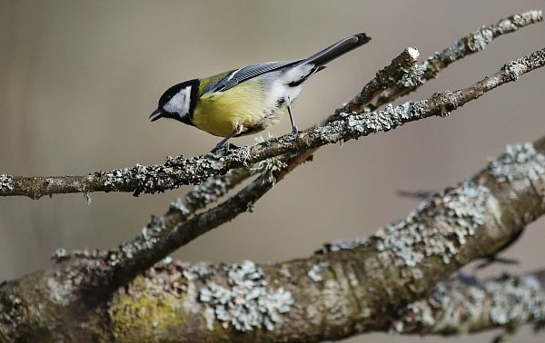 Bei Kohlmeisen kommt es immer wieder zu kleineren Wanderungen. Dann müssen sich die Vögel in neuen Umgebungen zurechtfinden. (Archivbild) - © Thomas Warnack/dpa