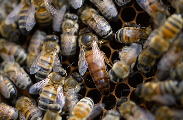 Den Zementhonig können die Bienen nicht verdauen. (Archivbild) - © Robert Michael/dpa