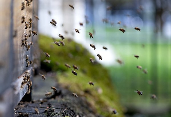 Nur wenn es trocken ist, fliegen die Bienen aus dem Bienenstock. (Archivbild) - © Sven Hoppe/dpa
