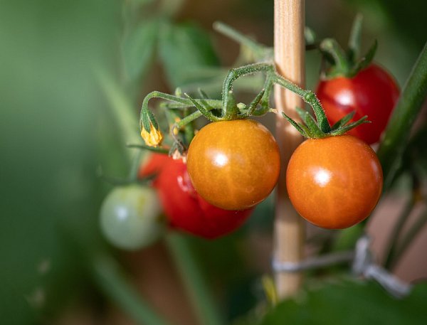 Statt Aussaat: Fruchtgemüse wie Tomaten werden besser als fertige Jungpflanze in die Erde gesetzt. - © Andrea Warnecke/dpa-tmn