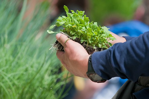 Wer Setzlinge kauft, sollte darauf achten, dass die Pflanzenqualität stimmt. - © Franziska Gabbert/dpa-tmn