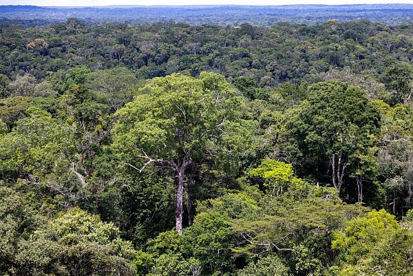 Bedroht: Ein Baum steht im Regenwald in Brasilien. (Archivbild) - © Jens Büttner/dpa