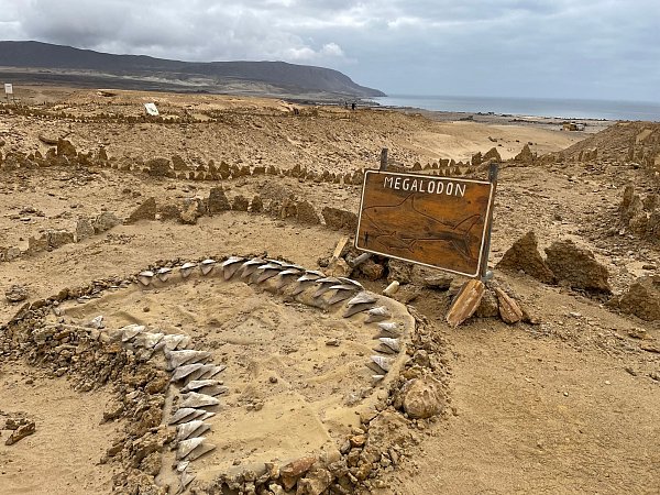 Skelettteile des Megalodon wurden in verschiedenen Teilen der Welt gefunden, etwa in Chile. (Archivbild) - © Manuel Meyer/dpa-tmn/dpa