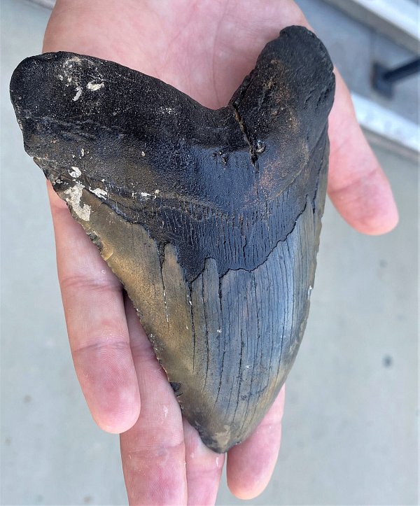 Wegen ähnlich gezackter Zähne wurde lange angenommen, dass sich Megalodon und Weißer Hai stark ähnelten. (Archivbild) - © Douglas Long/Phillip Sternes/dpa