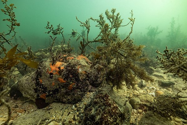 Bei einer Mikroalgenblüte verfärbt sich das Wasser meist grünlich. - © Stefan Andrews/GREAT SOUTHERN REEF FOUNDATION/dpa