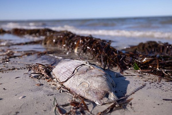 An Stränden wurden immer wieder tote Fische angespült. - © Stefan Andrews/GREAT SOUTHERN REEF FOUNDATION/dpa