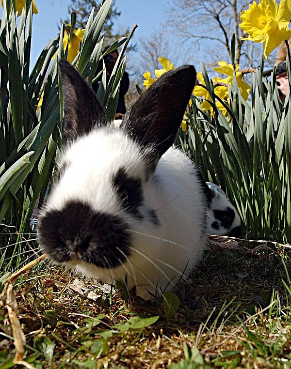Versteckt zwischen Osterglocken - © dpa