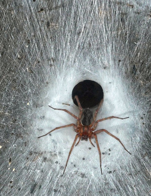 Eine Hauswinkelspinne in ihrem Trichternetz - © Marek Audy/Urak et al. 2025, Subterranean Biology, CC BY 4.0/dpa