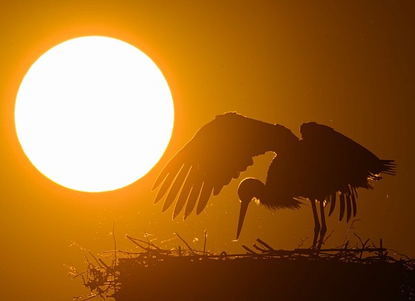 «Das Frühlingswetter läuft in den kommenden Tagen zur Hochform auf», sagt der DWD-Meteorologe. - © Patrick Pleul/dpa