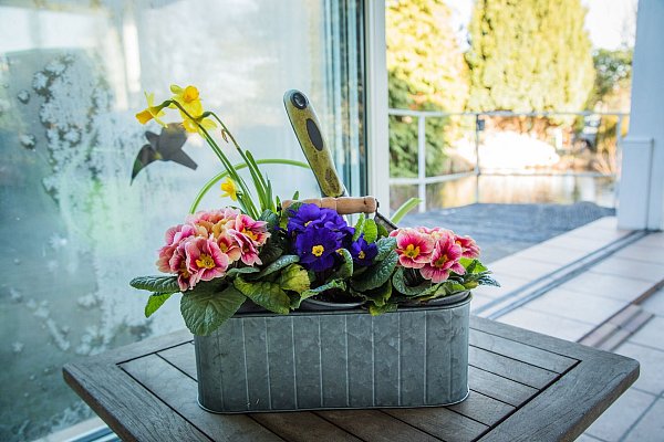 Kommen Frühlingsblumen wie Primeln an wärmeren Wintertagen nach draußen, sollten sie zurück ins Warme, sobald es wieder kälter wird. - © Christin Klose/dpa-tmn/dpa