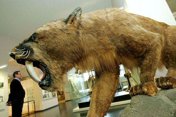 So wie hier im Kasseler Naturkundemuseum Ottoneum könnte ein ausgewachsener Säbelzahntiger ausgesehen haben. - © picture alliance / dpa