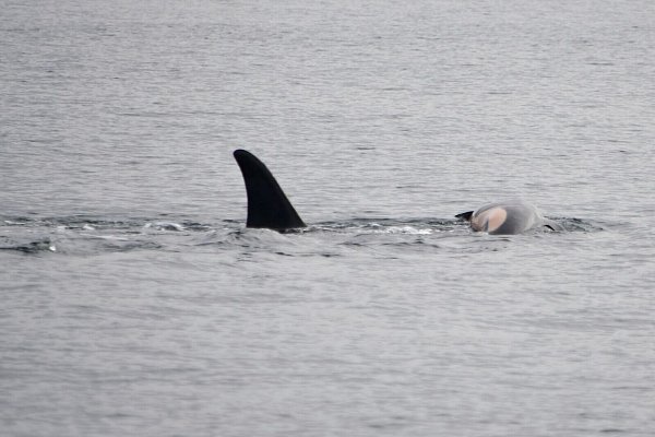 Laut NOAA können sich neben Orcas auch andere soziale Tiere wie Elefanten oder Primaten manchmal nicht von ihrem toten Nachwuchs trennen. (Handout) - © Candice Emmons/NOAA Fisheries West Coast/AP/dpa