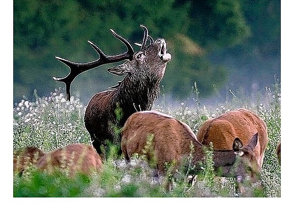 Der König der Wälder brüllt sich die Seele aus dem Leib, was die Hirschkühe aber in keinster Weise zu beeindrucken scheint, denn die äsen ungestört weiter. - © Foto: nat