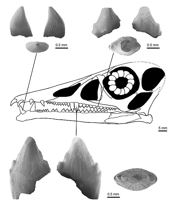 Zähne des Flugsauriers Eudimorphodon - © ---/Dinosaurierpark Teufelsschlucht/dpa