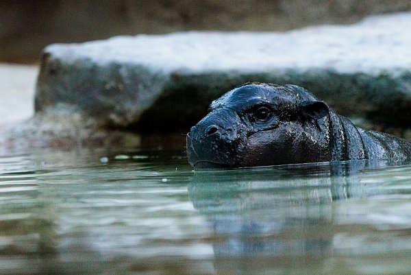 Das kleine Zwergflusspferd kann mittlerweile auch im großen Wasserbecken schwimmen. - © Carsten Koall/dpa