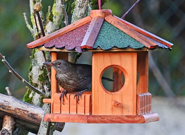 Futterhäuschen müssen regelmäßig gereinigt werden. (Archivbild) - © Peter Zschunke/dpa-Zentralbild/dpa