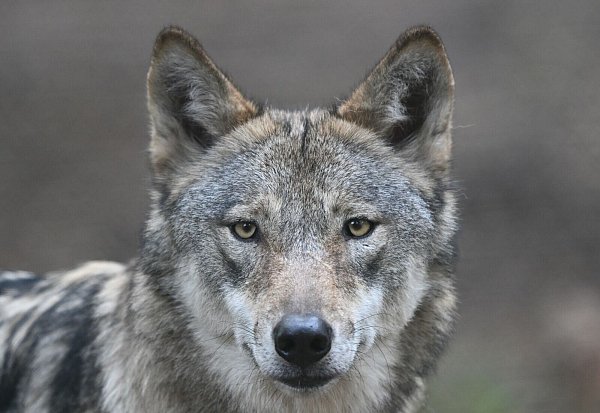 Die Wölfe flohen beim Klang menschlicher Stimmen mehr als doppelt so häufig und verließen den Ort rund doppelt so schnell wie bei harmlosen Naturgeräuschen. (Archivbild) - © Arne Dedert/dpa