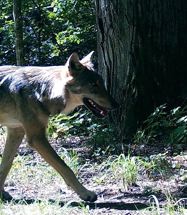 Wölfe behalten ihre Furcht vor Menschen auch dort, wo sie unter Schutz stehen. - © Dries Kuijper/University of Western Ontario/dpa