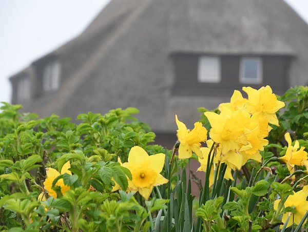 Auch Sylt zieht viele Wohlhabende an. Der dazugehörige Landkreis Nordfriesland gehört zu den wohlhabendsten. (Archivbild) - © Lea Sarah Albert/dpa