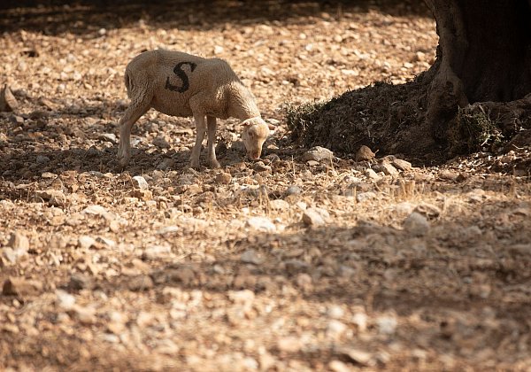 Es werden nicht nur kurzfristige, sondern vor allem langfristige Lösungen gefordert. - © Clara Margais/dpa