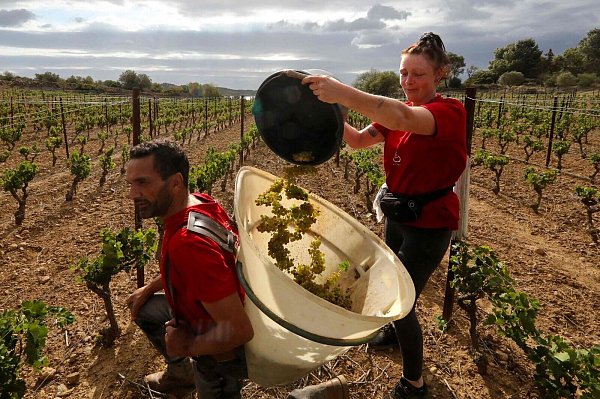 Im Elsass und in Bordeaux findet die Lese bereits früher in der Saison statt als noch vor einigen Jahren. (Archivbild) - © Raymond Roig/AFP/dpa