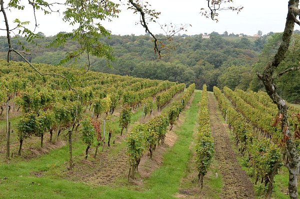 Das Klima in der Weinregion Bordeaux ist auch für fränkische Winzer interessant. (Archivbild) - © Caroline Blumberg/epa/dpa