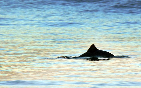 Der Schweinswal steht laut Dagmar Struß exemplarisch für den Zustand der Ostsee und ihre Schutzbedürftigkeit. (Symbolbild) - © Kay Nietfeld/dpa