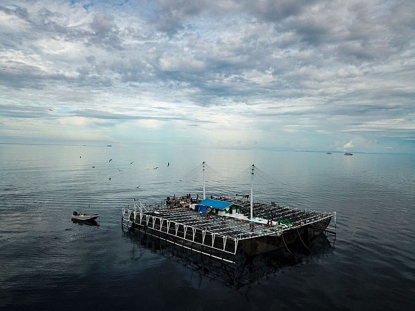 Bagans - für die Fischerei verwendete Plattformen - sind in Indonesien für viele der Verletzungen bei Walhaien verantwortlich. - © M.V. Erdmann/dpa