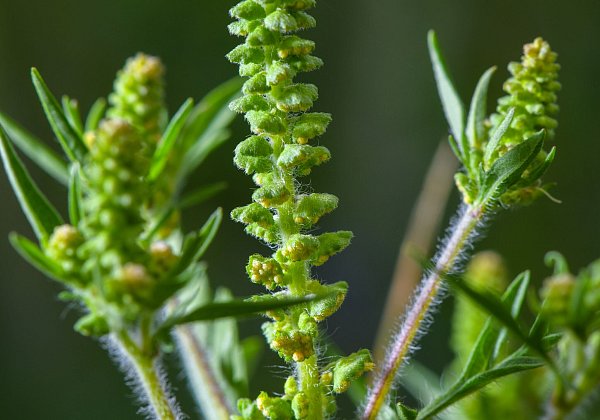 Ambrosia-Pollen können schon in kleinen Mengen heftige allergische Reaktionen auslösen. (Archivbild) - © Patrick Pleul/dpa-Zentralbild/ZB