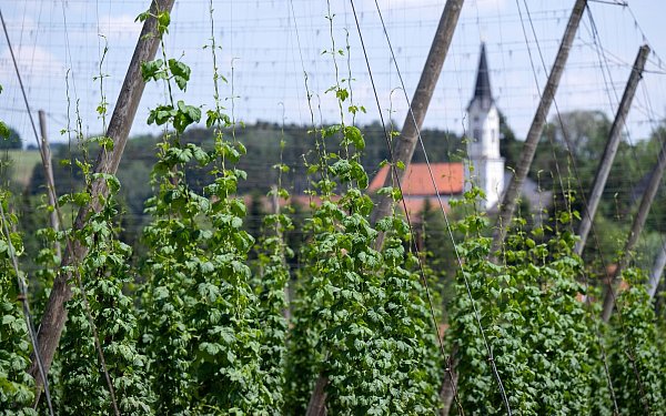 Deutschland wird wohl trotz der aktuellen Rodungen größter Hopfenanbauer bleiben. (Archivbild) - © Sven Hoppe/dpa