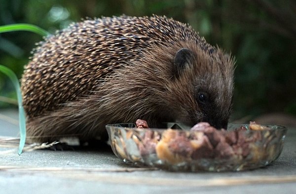 Katzenfutter serviert in einer flachen Schale ist für Igel eine willkommene Mahlzeit. - © Peter Steffen/dpa/dpa-tmn