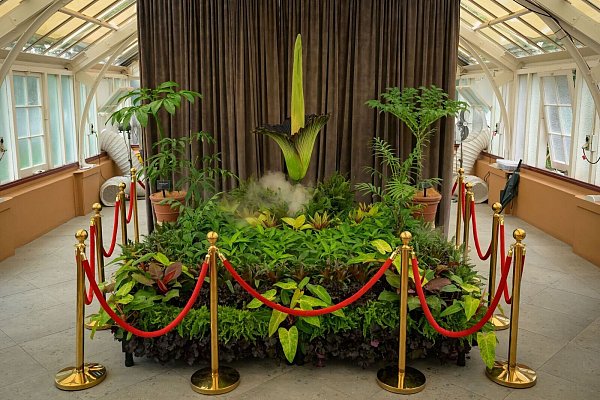 Die Blüte der Titanwurz hat in Sydneys Botanischem Garten einen Hype entfacht. - © George Chan/SOPA Images via ZUMA Press Wire/dpa