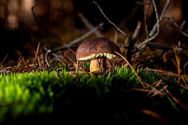 Anfänger sollten sich auf Röhrlinge, etwa Maronenröhrlinge, konzentrieren. - © Zacharie Scheurer/dpa-tmn