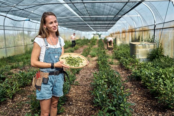 Bei der Ernte ist Handarbeit gefragt. - © Michael Ukas/dpa