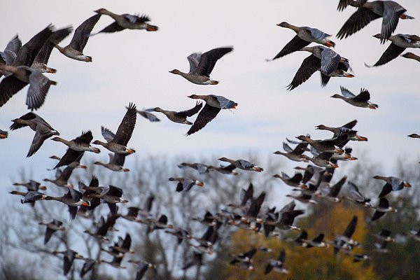 Mit dem Vogelzug erhöht sich alljährlich im Herbst die Gefahr, dass auch das Vogelgrippe-Virus eingeschleppt wird. (Archivbild) - © Klaus-Dietmar Gabbert/dpa