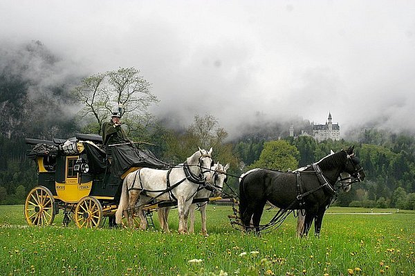 Vor dem Schloss Neuschwanstein posiert Andreas Nemitz mit seiner historischen Postkutsche von 1875. Die Kladruber sind eine tschechische Pferdezucht und haben schon Könige gezogen. - © FOTO: PATRICK SCHLÜTTER