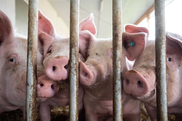Kommt eine gesicherte Finanzierung für den Umbau von Ställen? (Archivbild) - © Marijan Murat/dpa