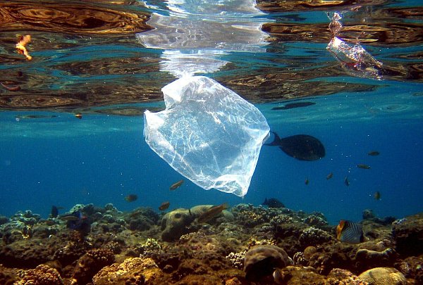 Plastik findet sich im Meer und in Tiermägen. (Archivbild) - © Mike_Nelson/epa/dpa