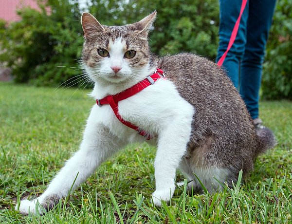 Am besten starten Katzen ihre ersten Ausflüge an der Leine in einer ruhigen Umgebung, etwa im Garten. - © Patrick Pleul/dpa/dpa-tmn