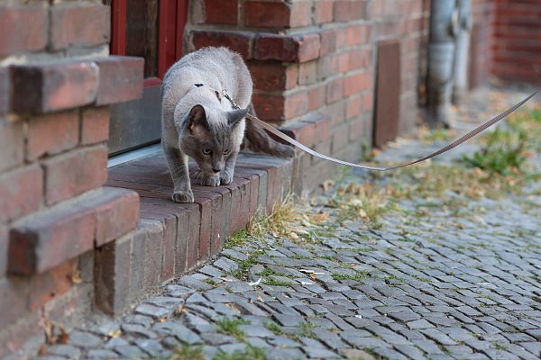 Schritt für Schritt: Die Katze sollte langsam an Geschirr und Leine gewöhnt werden. - © Karolin Krämer/dpa-tmn