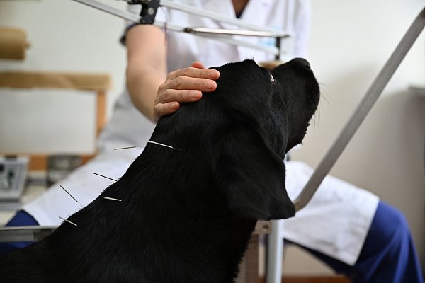 Mit traditioneller chinesischer Medizin lassen sich auch Lähmungserscheinungen ohne operativen Eingriff behandeln. - © Johannes Neudecker/dpa