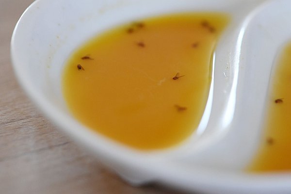 Mit einer Mixtur aus Apfelsaft, Rotwein oder Balsamico schnappt die Fruchtfliegenfalle zu. - © Andrea Warnecke/dpa-tmn