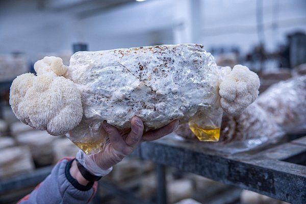 Als Kultur- und Heilpilz gewinne der Pilz zunehmend an Bedeutung und Bekanntheit, hieß es. - © Jens Büttner/dpa