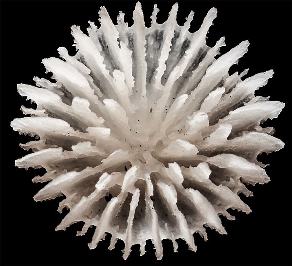 Gefunden wurden die Korallen in über 4000 Meter Tiefe zwischen Hawaii und Mexiko. - © Guadalupe Bribiesca-Contreras/National Oceanography Centre, United Kingdom/dpa