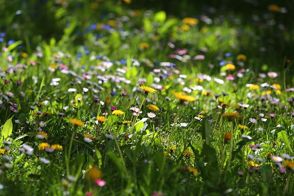 Eine Wildblumenwiese kann ein erster Schritt in Richtung naturnaher Garten sein. - © Karl-Josef Hildenbrand/dpa-tmn
