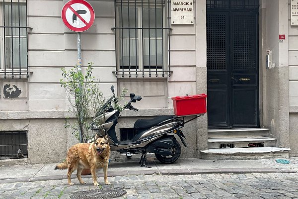 Das türkische Parlament hat ein umstrittenes Gesetz zum Umgang mit Straßenhunden verabschiedet. (Foto Archiv) - © Mirjam Schmitt/dpa