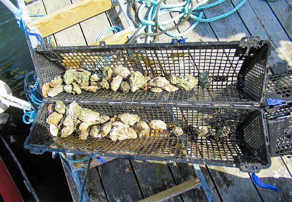 Ostrea edulis, die schwedische Flachauster: Sie schmeckt nussig und leicht mineralisch, die Textur ist cremig – am besten pur mit einem Spritzer Zitrone. - © Sabine Glaubitz/dpa-tmn