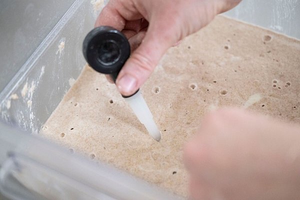 Der Ansatz muss immer wieder gefüttert werden. - © Marijan Murat/dpa