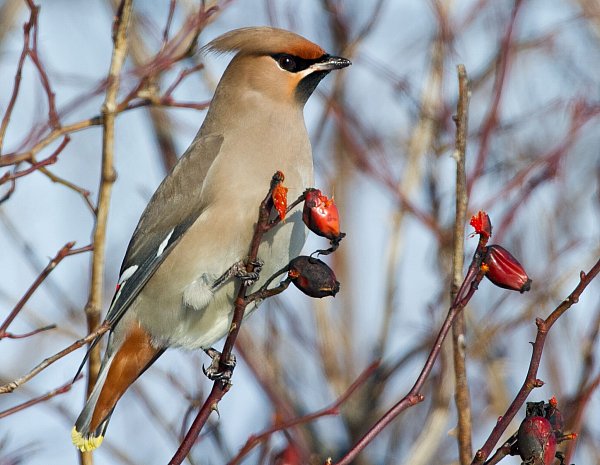 Hagebutten sind für Vögel in der kalten Jahreszeit ein willkommener Snack. - © Patrick Pleul/dpa/dpa-tmn
